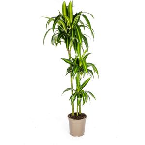 Dracaena-plant 'Hawaiian Sunshine' , Groen Blad met Lichte Strepen.Tropische Uitstraling, Groene Kamerplant,Dracaena Deremensis Hawaiian Sunshine Ø24cm - 140cm