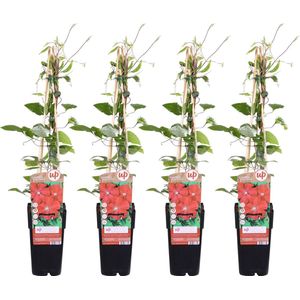 4x - Clematis Rouge Cardinal - ↨65cm - Ø15