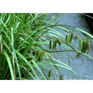 Hangende zegge (Carex pendula) - Vijverplant - 3 losse planten - Om zelf op te potten - Vijverplanten Webshop