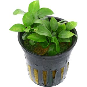 AQUAlook Anubias mini | Mini Speerblad | in 5 cm pot