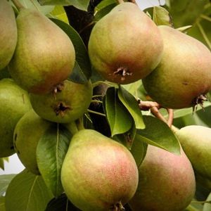 Pyrus communis ‘Beurre Hardy’, Perenboom, 5 liter pot