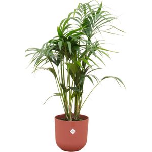 Paradijspalm, Kentia palm + Pot Elho Jazz Round Rood Pot Ø26 - 130 cm Hoog