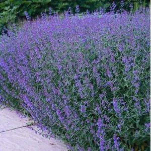 25 x Kattenkruid Vaste Plant - Winterharde Tuinplant - Nepeta faassenii in 9x9cm pot met hoogte 5-10cm