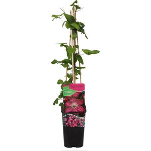 Bloomique - Clematis Ville de Lyon - Bosrank - Donkerroze - Klimplanten - Tuinplanten - Winterhard - Pot 15cm - 70-80cm Hoog