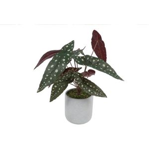 Countryfield Kunstplant Begonia Maculata Stippenplant