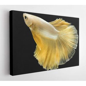 Close up Siamese fighting fish betta splendens (Halfmoon gold dragon betta ) isolated on black background. long fins and tail. action fish splendens with clipping path. - Modern Art Canvas - Horizontal - 1737336515 - 40*30 Horizontal