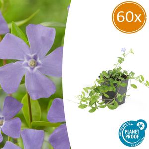 60 Stuks Maagdenpalm, Schaduwrijke Plant, Bloem kleur Helder Blauw-Paars,Bodembedekker, Vinca minor 'La Grave'