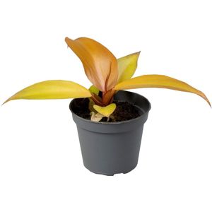 Philodendron Red Sun - Hoogte 10cm - Pot 6cm
