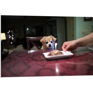 WallClassics - PVC Schuimplaat - Jarig Klein Hondje zittend op Stoel aan Eettafel - 90x60 cm Foto op PVC Schuimplaat (Met Ophangsysteem)