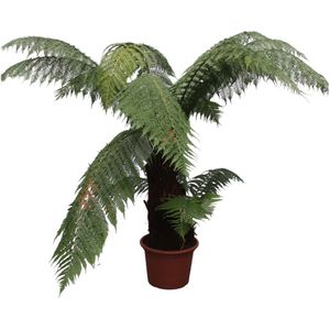 Dicksonia Antarctica - Potmaat 50cm - Hoogte 180cm