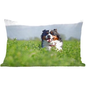 Sierkussens - Kussen - Een Berner Sennenhond tussen het hoge gras - 50x30 cm - Kussen van katoen