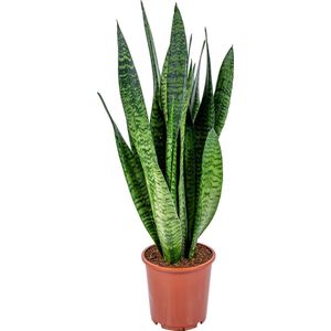 Sansevieria XL 'Zeylanica' - Vrouwentong - Kamerplant - Makkelijke plant voor binnen - ⌀17 cm - 50-60 cm