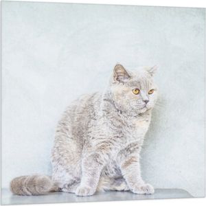 WallClassics - Vlag - Bange Grijze Kat - 100x100 cm Foto op Polyester Vlag