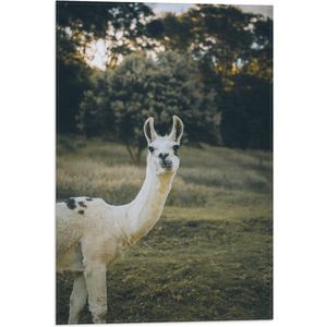 WallClassics - Vlag - Witte Lama met Zwarte Vlekken in de Natuur - 40x60 cm Foto op Polyester Vlag
