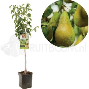 Perenboom - Pyrus Communis Conference - Handpeer