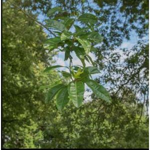 Quercus imbricaria - Dakspaaneik, Lauriereik 12/14 cm stamomtrek - Hoogstam in pot
