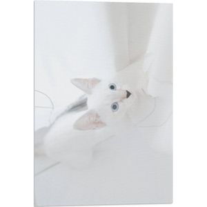 WallClassics - Vlag - Witte omhoogkijkende Kat met Blauwe Ogen - 40x60 cm Foto op Polyester Vlag