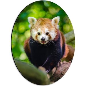 WallClassics - Dibond Ovaal - Rode Panda in de Boom - 30x40 cm Foto op Ovaal (Met Ophangsysteem)