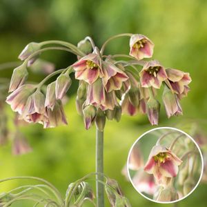 Plant in a Box - Allium Nectaroscordum Siculum - Bloembollen x30 - Sierui - Roze - Hollandse bloembollen