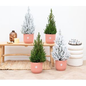 Kerstboom pakket - 2x Picea Glauca (kerstboom) + 2x Picea Glauca met sneeuw (kerstboom) - 60cm