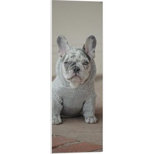 WallClassics - PVC Schuimplaat - Kleine Hond in Grijze Trui Zittend - 30x90 cm Foto op PVC Schuimplaat (Met Ophangsysteem)