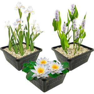 vdvelde.com - Vijverplanten Set - Witte Waterplanten - Combi set - 9 planten - Plaatsing: -1 tot -40 cm