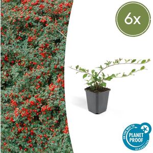 6 x Dwergmispels van 10 tot 25 cm hoog, Ø9 cm, veelzijdige bodembedekker Cotoneaster dammeri