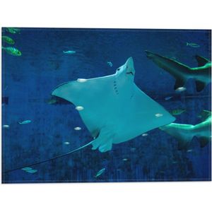 WallClassics - Vlag - Grote Rog Zwemmend bij Vissen - 40x30 cm Foto op Polyester Vlag