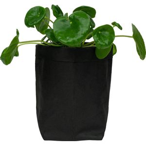 QUVIO Plantenzak - Bloempot voor binnen - Plantenbak - Tuinieren - Bloemen - Plantenpot - Planten houder - Milieuvriendelijk - Kraftpapier - 10 x 10 x 20 cm (lxbxh) - Zwart
