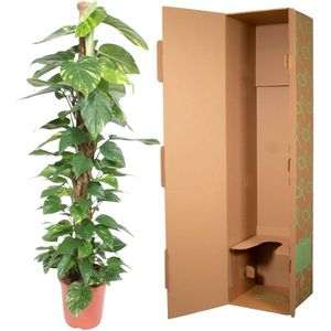 Epipremnum Aureum mosstok - 150 cm - ø27