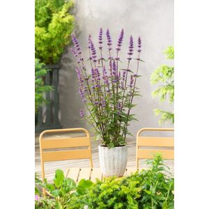 Plants Online - Tuinplanten - Vaste planten - Set van 1 - Agastache 'Purple Haze' - 2 liter pot - Plant