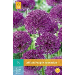 Allium Purple Sensation - sierui - set van 5 stuks