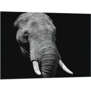 WallClassics - Vlag - Grijze Olifant met Witte Slagtanden - Zwart Wit - 100x75 cm Foto op Polyester Vlag