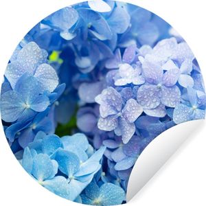 Behangcirkel - Zelfklevend behang - Hortensia - Bloemen - Natuur - Waterdruppel - Blauw - Behangsticker - 100x100 cm - Rond behang - Behangcirkel bloemen
