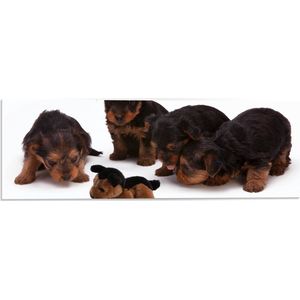 WallClassics - PVC Schuimplaat- Vier Bruin met Zwarte Puppy's bij Soortgenoot Knuffel - 60x20 cm Foto op PVC Schuimplaat