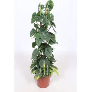 Gatenplant - Philodendron Scandens Brasil hoogte 120cm potmaat 24cm