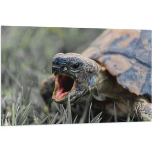 WallClassics - Vlag - Boze Schildpad - 120x80 cm Foto op Polyester Vlag