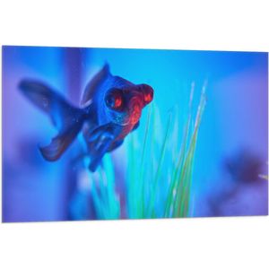 WallClassics - Vlag - Zwemmende Vis in het Water - 105x70 cm Foto op Polyester Vlag