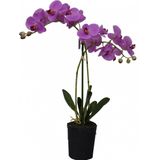 Phalaenopsis 2-tak i/pot h53cm roze