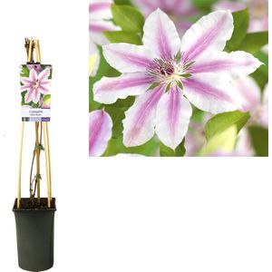 Clematis, Kleur Wit met rose, Klimop, Clematis 'Nelly Moser', 17cm -75cm