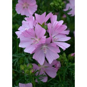 Plants Online - Tuinplanten - Vaste planten - Set van 3 - Malva moschata - 0.7 liter pot - Plant