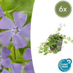 6 x Kleine maagdenpalm (Vinca minor), plat groeiende bodemdekker