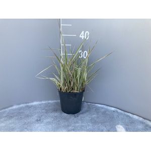 Plants Online - Tuinplanten - Siergrassen - Set van 1 - Phalaris arundinacea - 2 liter pot - Plant