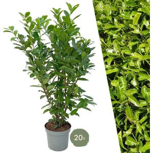 Grote Laurierkers Rotundifolia voor 10 strekkende meter haag | - 15L - 20x | ↨ 125-150 cm