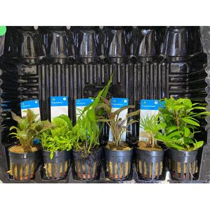 Aquariumplanten Pakket Laag