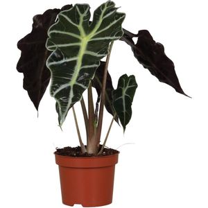 Alocasia amazonica polly - ø12cm - 30cm