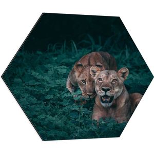 WallClassics - Dibond Hexagon - Leeuwenduo in Donkergroene Struik - 80x69.6 cm Foto op Hexagon (Met Ophangsysteem)
