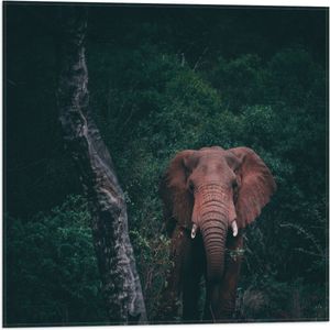 WallClassics - Vlag - Olifant in de Jungle - 50x50 cm Foto op Polyester Vlag