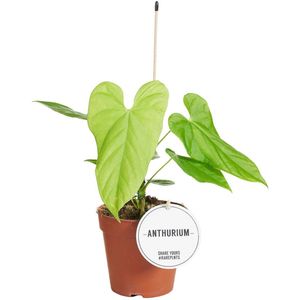 Anthurium Balaloanum - Hoogte 30cm - Pot 12cm