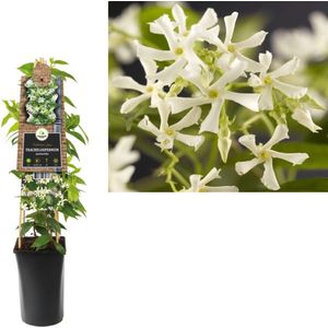 3 stuks - Van der starre - Klimplant Trachelospermum jasminoides...